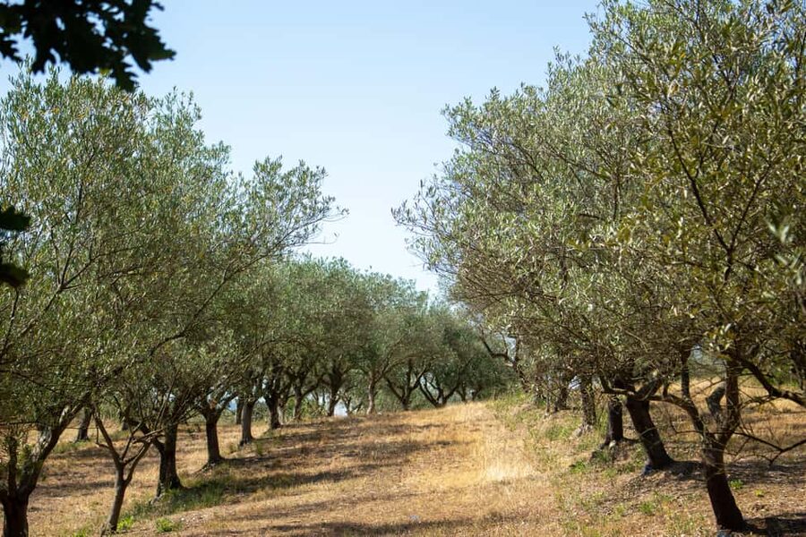 Olive oil: Visit to the olive grove, tasting - Meeting Claire at the Barn: Getting There Without Stress
