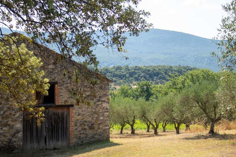 Olive oil: Visit to the olive grove, tasting - Price and Value: Is $8 Really a Good Deal?