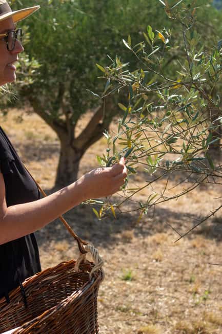 Olive oil: Visit to the olive grove, tasting - Who This Tour Suits Best (And Who Should Skip It)