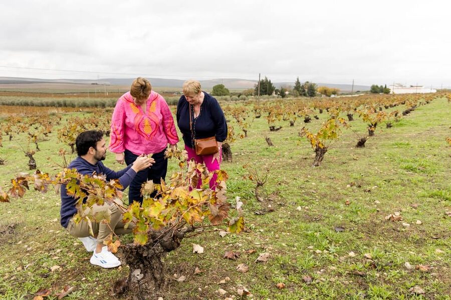 OLIVE OIL & WINE TOUR Organic fields - 5 Wines + 3Olive Oils - From Plaza de la Marina to organic countryside