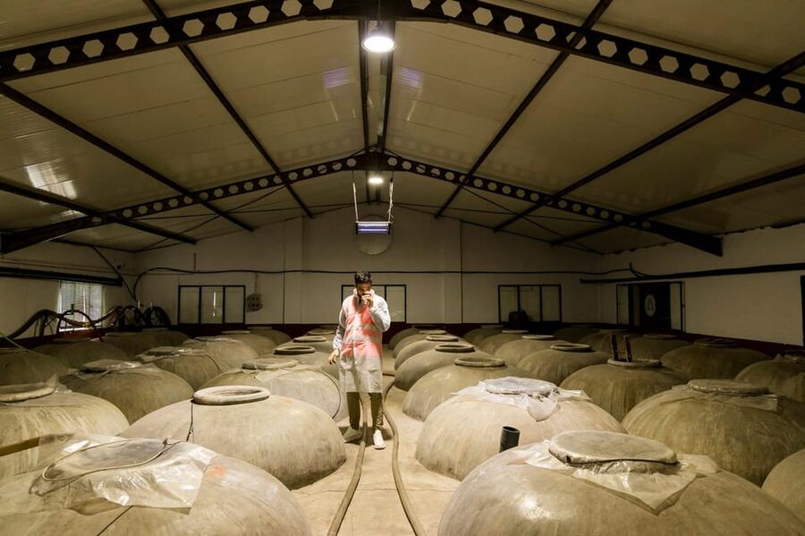 OLIVE OIL & WINE TOUR Organic fields - 5 Wines + 3Olive Oils - The short hop to a working cooperative