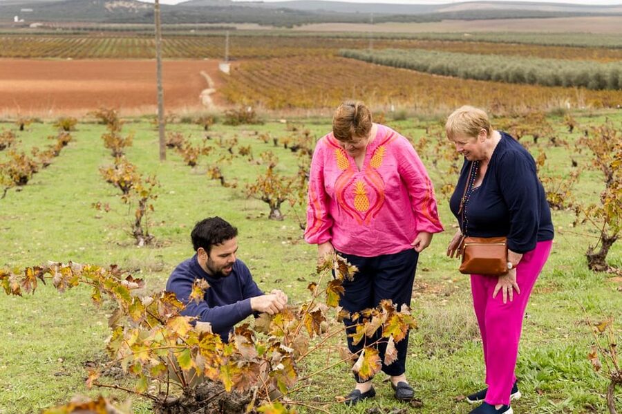 OLIVE OIL & WINE TOUR Organic fields - 5 Wines + 3Olive Oils - Pairing food and flavors like a pro (even if you’re new)