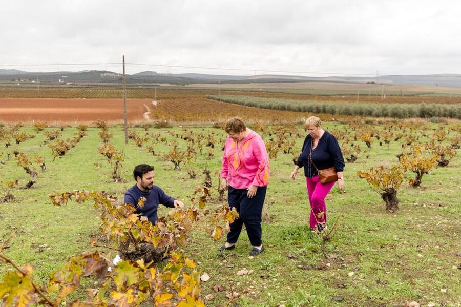 OLIVE OIL & WINE TOUR Organic fields - 5 Wines + 3Olive Oils - Price, value, and what you get for $108