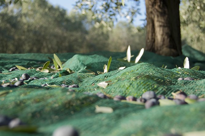 Olympia Shore Ex: Olympic site, Honey Farm & Olive Oil Tasting - How to handle the walking, heat, and timing