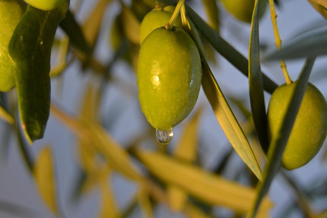 Olympia Shore Ex: Olympic site, Honey Farm & Olive Oil Tasting - Price and value: what $119.48 really buys you