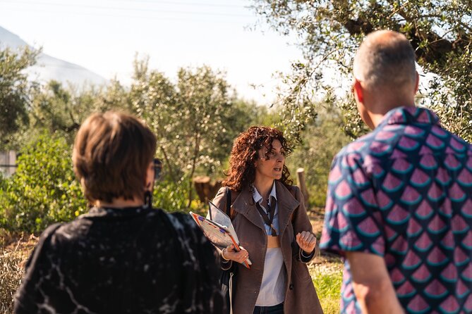 Organic Olive Grove tour & Olive oil tasting & lunch in Kalamata! - Organic grove learning: what you’ll notice on the trees
