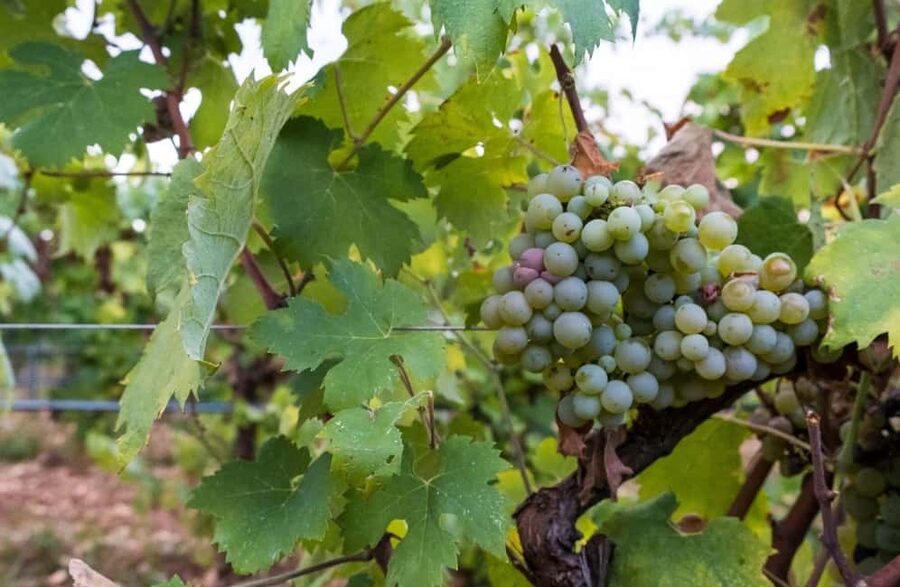 Organic Wine and Olive Oil Tasting Experience near Lecce - Olive oil tasting plus taralli pairing: the part people remember