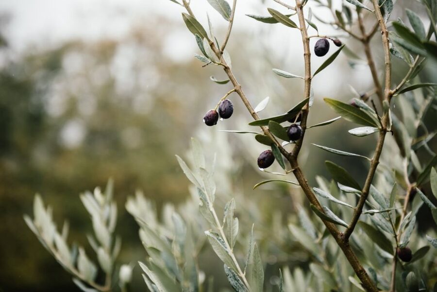 Ostuni: Olive Oil Tasting Tour - Key points before you go