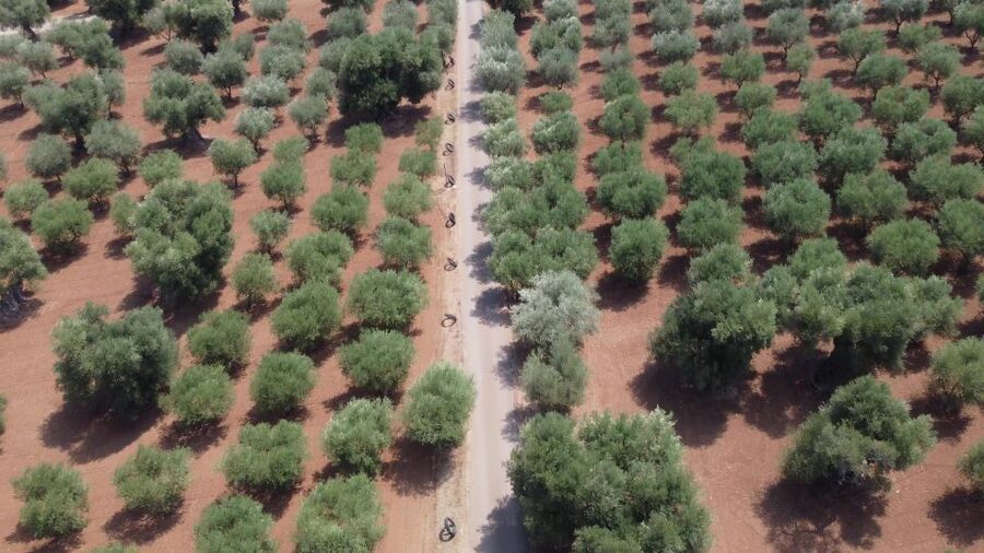 Ostuni: Olive Oil Tasting Tour - What makes this Ostuni olive oil tour worth your hour