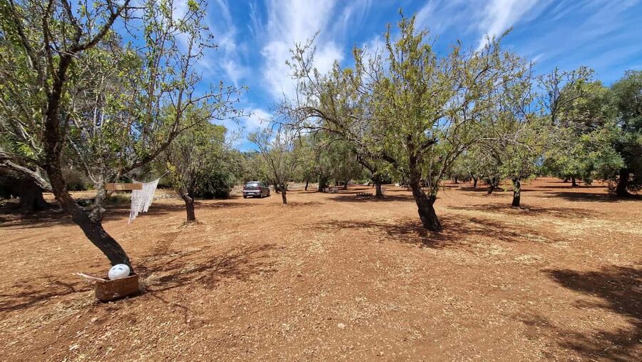 Ostuni: San Vito dei Normani: Organic Picnic in Olive Grove - What the day feels like: the rhythm of 3 hours in shade
