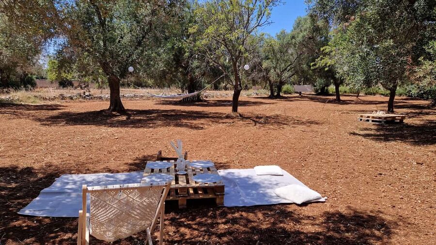 Ostuni: San Vito dei Normani: Organic Picnic in Olive Grove - Price and value: is $88 a fair deal for this olive grove day?
