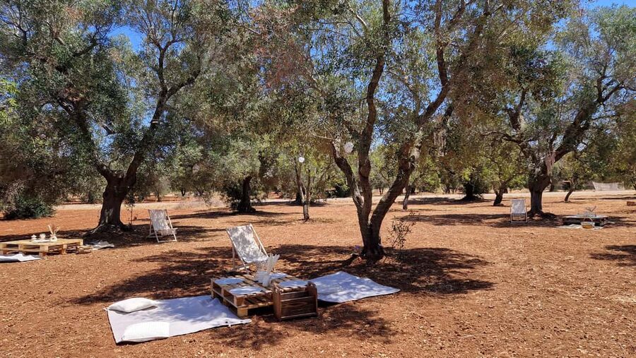 Ostuni: San Vito dei Normani: Organic Picnic in Olive Grove - Should you book this Ostuni-area olive grove picnic?