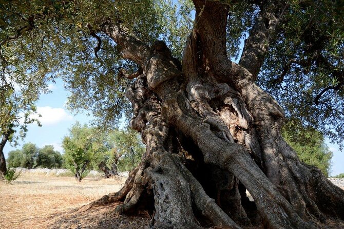 Ostuni : Tasting of Extra Virgin Olive Oil in Masseria - Wandering the grove: ancient trees, young trees, and irrigation