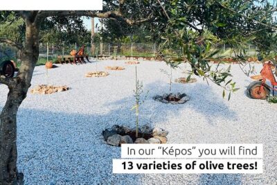 Pallada Semi-Private Olive Oil Tours in Sternes, Chania - Enter Pallada Kèpos: olive groves plus native plants
