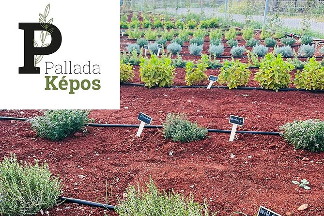 Pallada Semi-Private Olive Oil Tours in Sternes, Chania - Who should book this olive oil tour (and who might skip)
