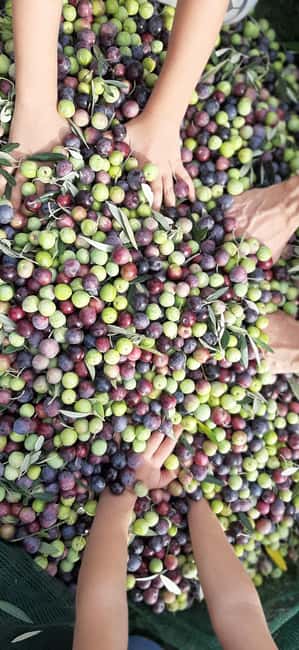 Poreč: Olive Grove Walk and Tasting with Local Products - Key takeaways before you go