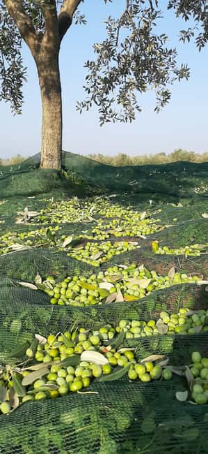Poreč: Olive Grove Walk and Tasting with Local Products - The 30-minute grove walk: learning how olives become oil