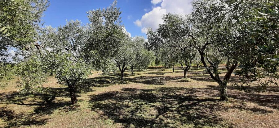 Poreč: Olive Grove Walk and Tasting with Local Products - Meeting near Poreč: where to actually find your guide