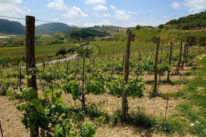 Premium Cretan Olive Oil Tasting, Wine, Raki and Local Food Tour - How this tour earns its price in Heraklion