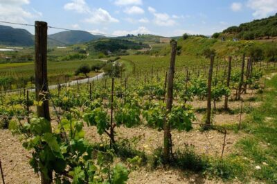 Premium Crete Olive oil tasting, Wine, Raki and Cretan food! - The route, timing, and what the 5.5 hours actually means