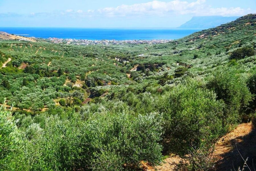Premium Crete Olive oil tasting, Wine, Raki and Cretan food! - Who this tour suits best (and who might feel it’s not their style)