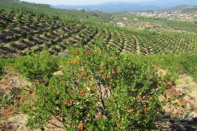 Premium gastronomic mountain tour: Wine, olive oil, spirits, food - Stop 4: Monte Foia for panoramic views and quick artisan browsing