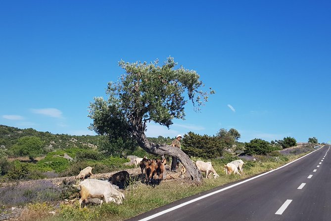 Private Hvar Island Tour and Olive Oil Tasting - Ager (Hora) and the UNESCO-protected plain you can spot