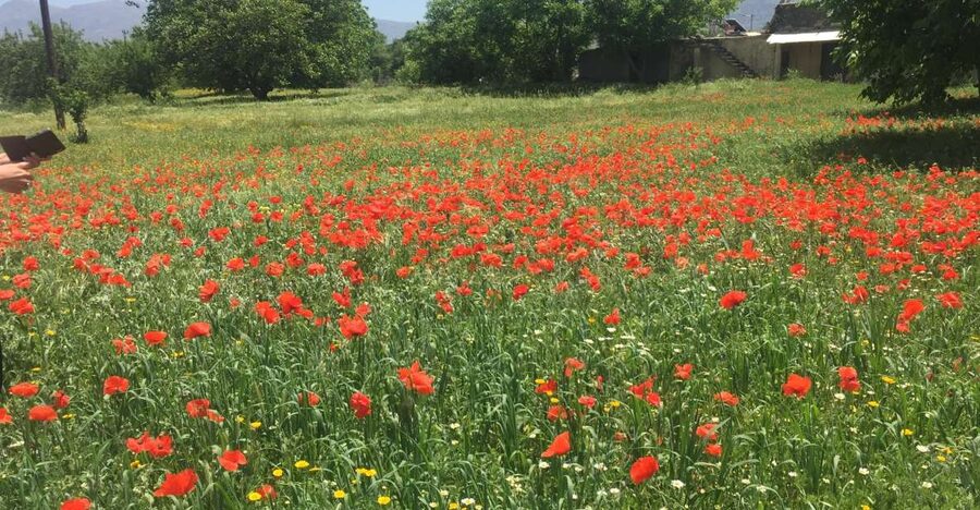 Private-Knossos Palace-Zeus -Villages-Olive Oil Factory - Windmills and Lasithi Plateau: how water and flour shaped daily life