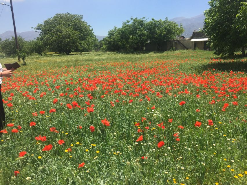 Private-Knossos Palace-Zeus -Villages-Olive Oil Factory - Malia olive oil factory: the tasting part actually makes sense