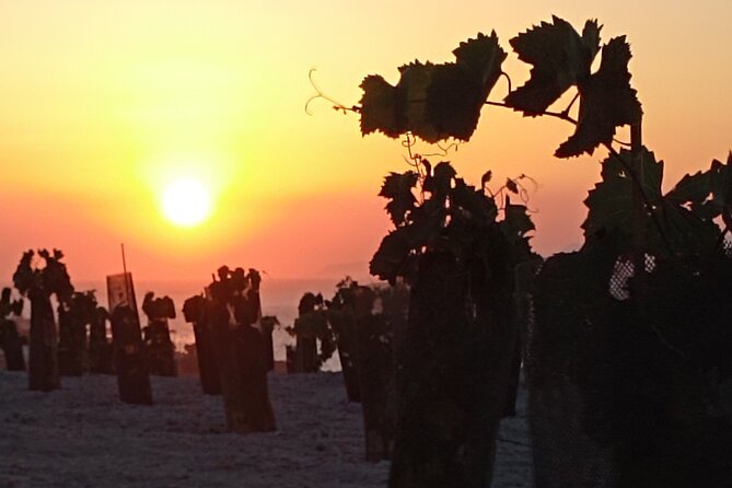 Private Olive Oil tasting & Liqueur experience - Timing, weather, and how to plan your day