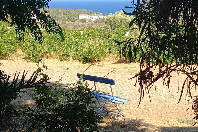 Private Tour: Discover the Secret World of Olives in Afantou - Arriving in Afantou: what the setting is really like