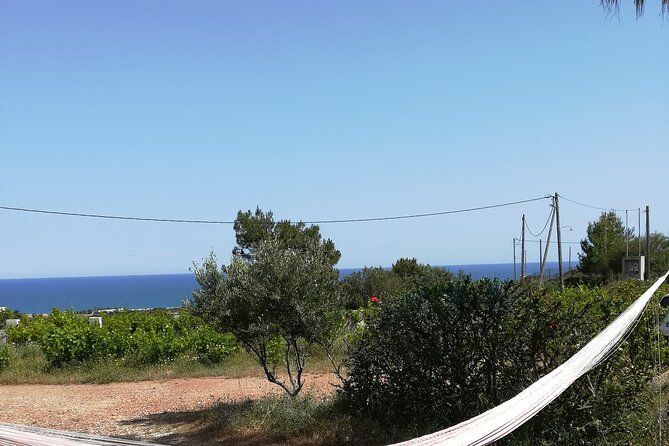Private Tour: Discover the Secret World of Olives in Afantou - The terrace welcome and Emma’s olive-farm style