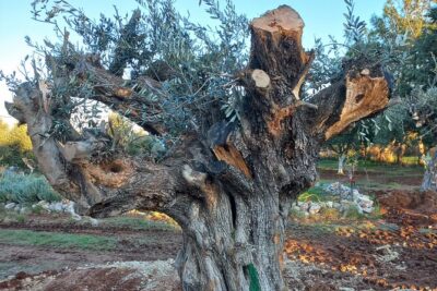 Private Tour: Discover the Secret World of Olives in Afantou - Walking the olive grove: 150 trees and an Arboretum you can picture