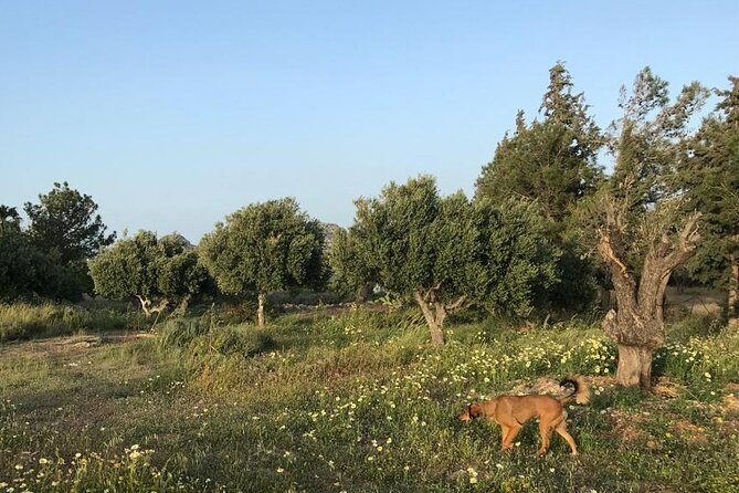 Private Tour: Discover the Secret World of Olives in Afantou - Price and value: is $62.48 per person a fair deal?