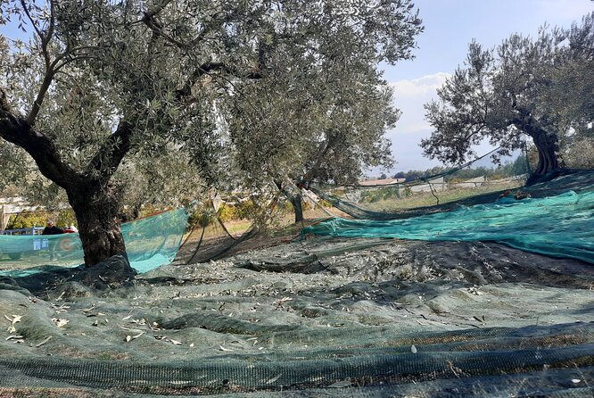 Private tour in Nafplio with Olive oil Tasting Tour in Corinth - A Private Nafplio and Corinth Day That Feels Less Like a Rush