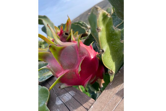 Private Traditional Olive Grove and Dragon Fruit Farm Tour - Key reasons to book this Heraklion farm tour