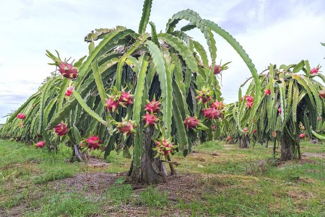 Private Traditional Olive Grove and Dragon Fruit Farm Tour - Dragon Fruit Plantation Time: Interesting Cultivation and a Bloom Reality Check