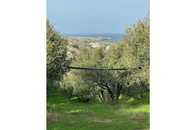 Private Traditional Olive Grove and Dragon Fruit Farm Tour - Buying Farm Products Without Feeling Trapped