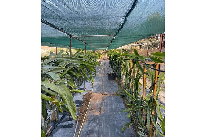 Private Traditional Olive Grove and Dragon Fruit Farm Tour - Logistics That Matter: How to Fit It Into Your Heraklion Day