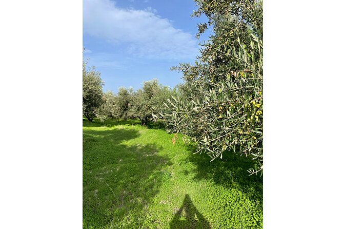 Private Traditional Olive Grove and Dragon Fruit Farm Tour - Who This Is Best For (and Who Might Skip It)