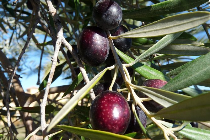 Private Traditional Olive Grove and Dragon Fruit Farm Tour - Snail Farm Stop: The Farm Detail That Adds Surprise (and Conversation)