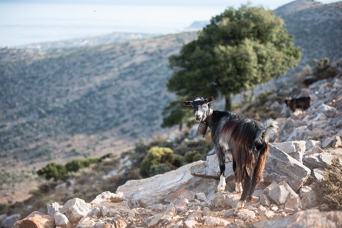 PRIVATE-Zeus Cave-Knossos-Olive oil Factory-Traditional Villages. - Who This Tour Is Best For (and Who Should Consider Other Options)