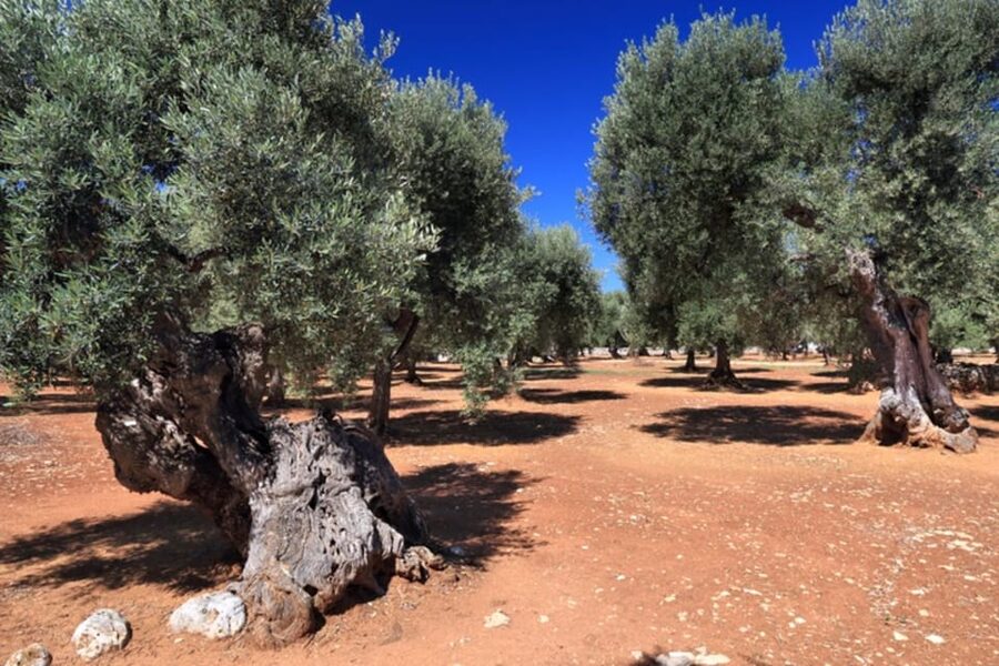 Puglia: Olive Oil Tasting Experience with Olive Grove Walk - Practical Tips to Get More From Your Hour