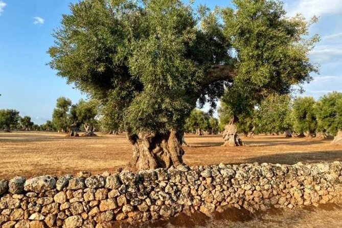 Puglia: Olive Oil Tasting Experience with Olive Grove Walk - The Extra Virgin Olive Oil Tasting That Teaches Your Palate
