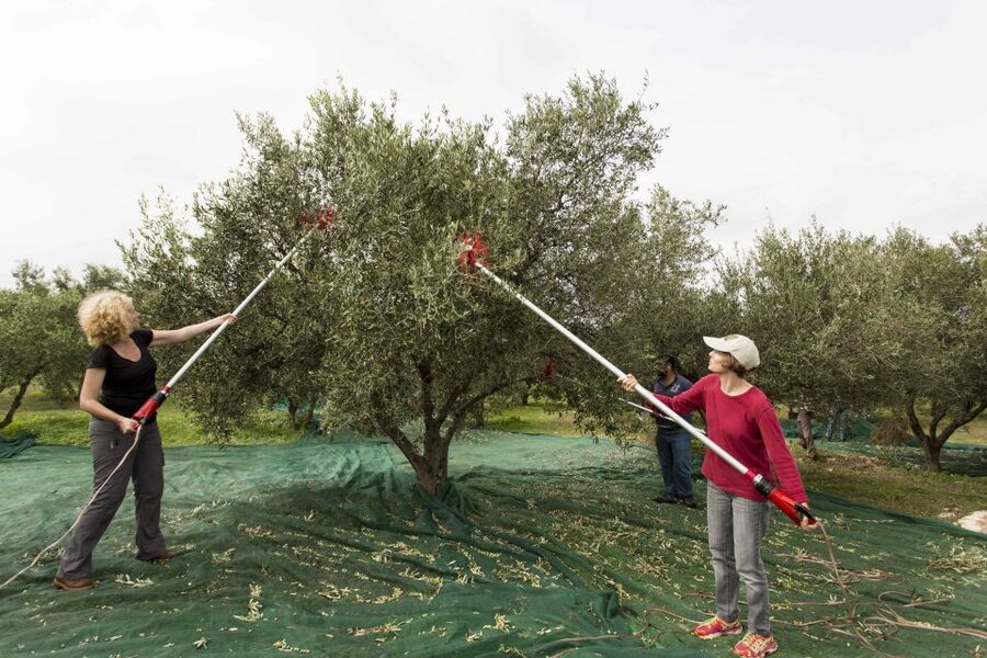 Rethymno: Olive Oil Tasting with Cretan Food Pairing - Key highlights you’ll feel right away