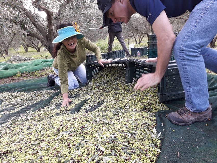 Rethymno: Olive Oil Tasting with Cretan Food Pairing - Timing tips: what to bring so your tasting stays enjoyable