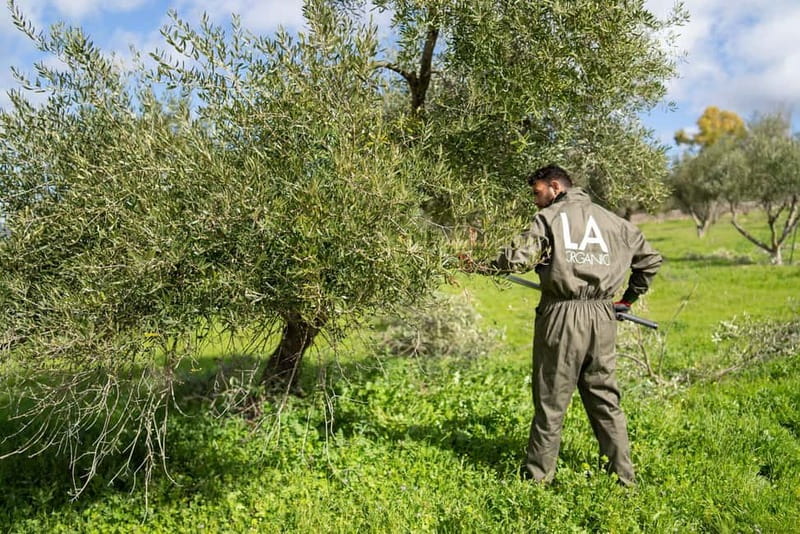Ronda: LA Almazara LA Organic, Olive Oil Museum and Tasting - Philippe Starck’s Olive Oil Museum: Art That Explains the Product