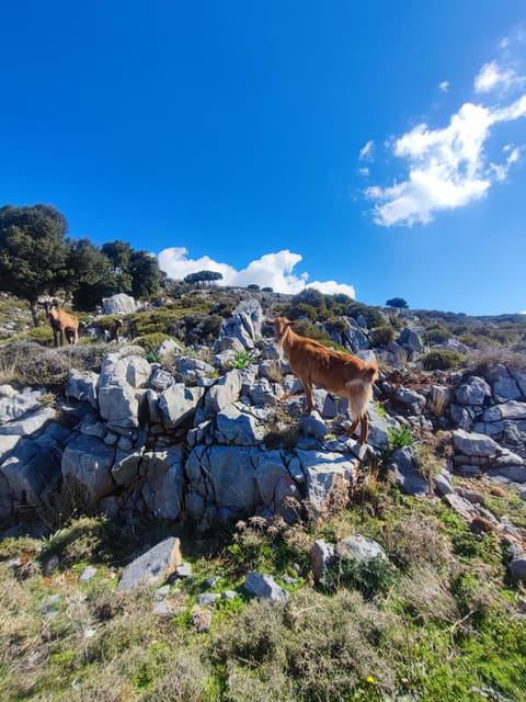 Safari:Lasithi plateau, Mythology park,olive oil tasting - Zeus Cave and mythology park: stories that work best when you can look around