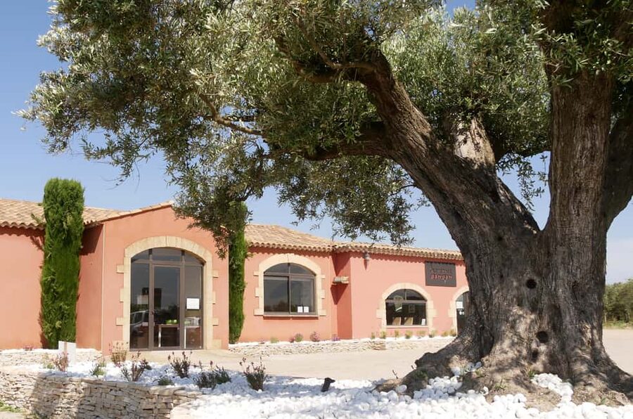 Saint Gilles: Visit an olive oil mill in an organic olive grove - Setting: Oliveraie JEANJEAN and the feel of an organic grove