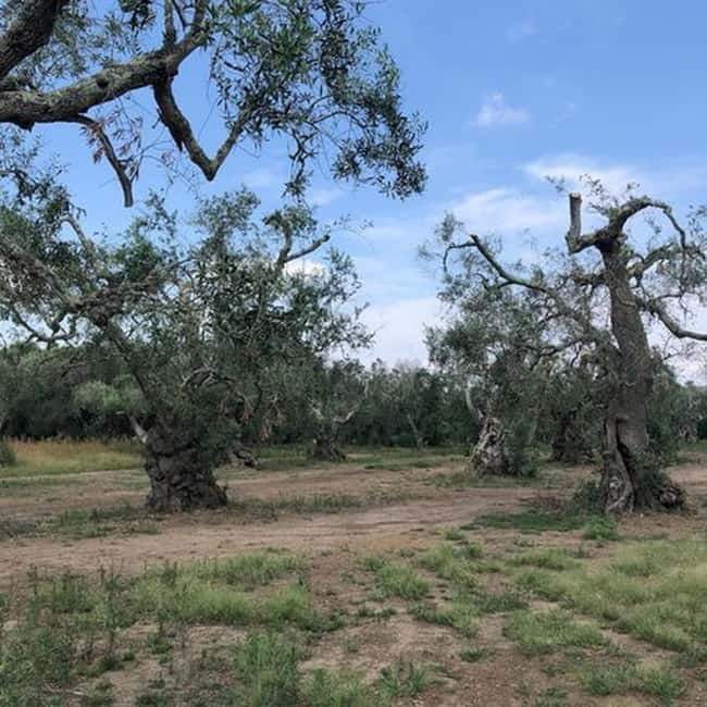 Salento: Olive Oil Mill Walking Tour with Tastings - Price and Value Check: What You Really Get for $44